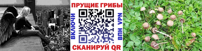 купить наркотики сайты  Калининград  Галлюциногенные грибы Psilocybe 