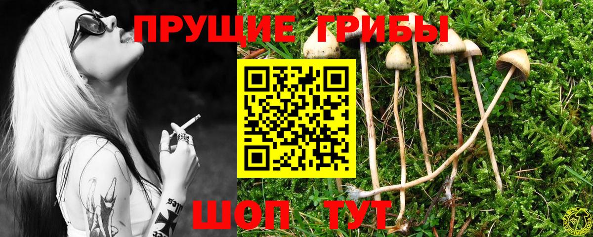 наркотики  Псилоцибиновые грибы Psilocybine cubensis  Калининград  Вход с VPN  Галлюциногенные грибы Cubensis 